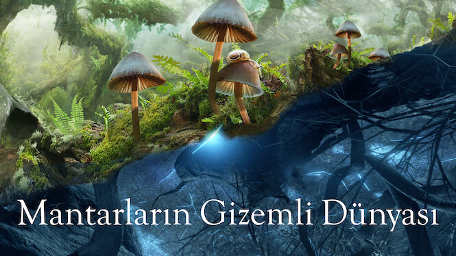 Mantarların Gizemli Dünyası